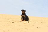 ROTTWEILER 077